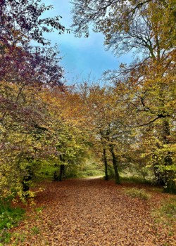 Ibrahim Mirza, age12 - Experiencing Autumn