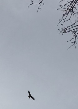 Jenny Seabrook - 3rd. Kite flying in The Chilterns